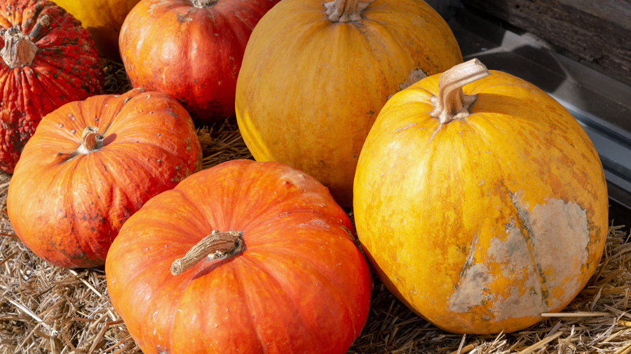 Mehrere Kürbisse in orange und gelb auf einer Strohballen