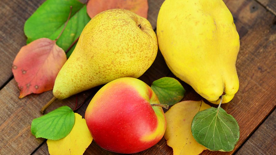 3 Stück frisches Obst (1 Apfel, 1 Birne und 1 Quitte)