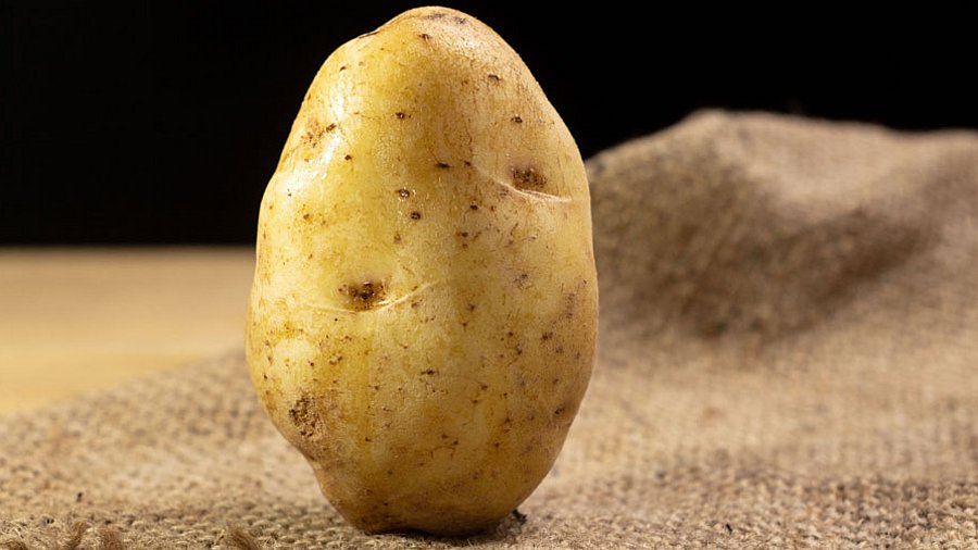 1 frisch gerntete Kartoffel im Fokus auf einem Kartoffelsack.